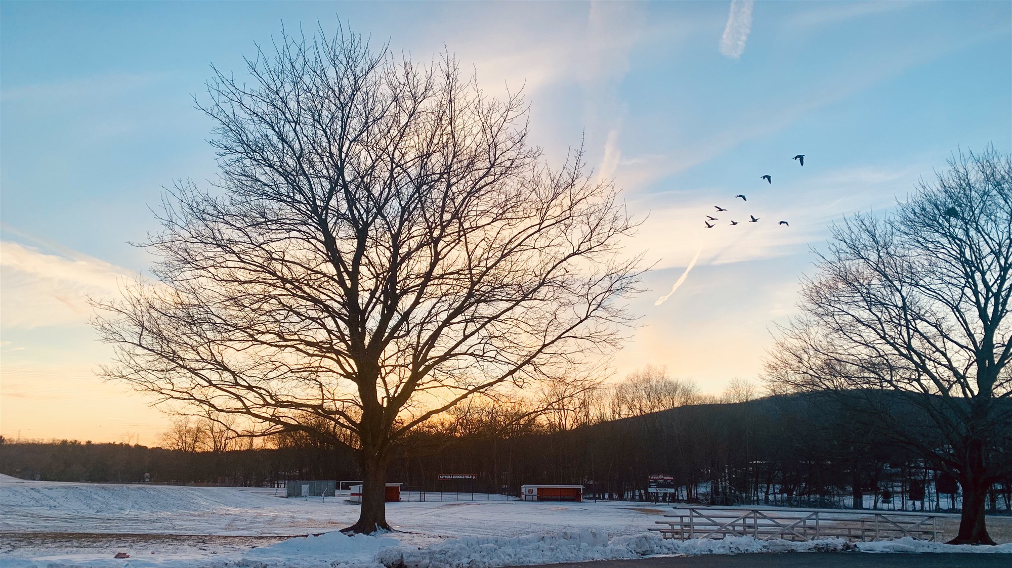 A bare tree silhouetted against a winter sunset over the snow-covered high school baseball field, a small flock of geese passing overhead.