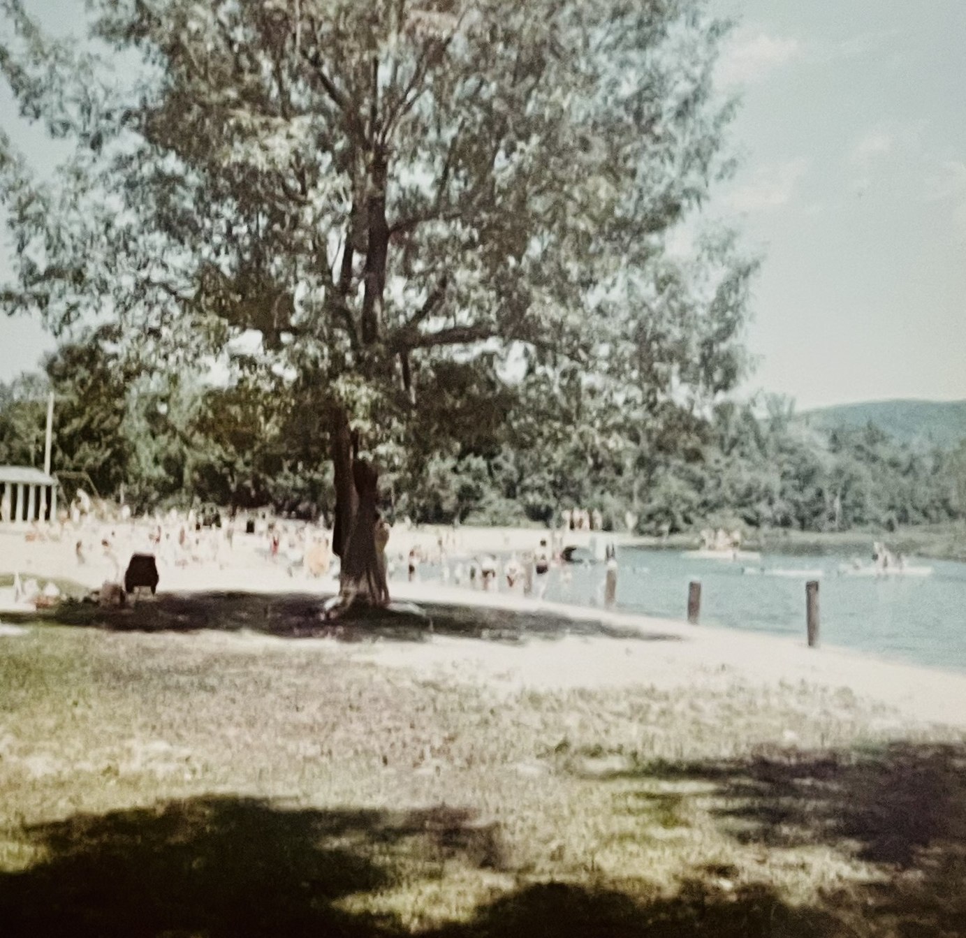 Soft-focus color photograph looking from under a large shade tree across the lawn toward the crowded beach, with the bathhouse pavilion at left and the water at right.